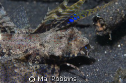 this was taken in Lembeh straights Dec 30th 2008 and is p... by Mal Robbins 